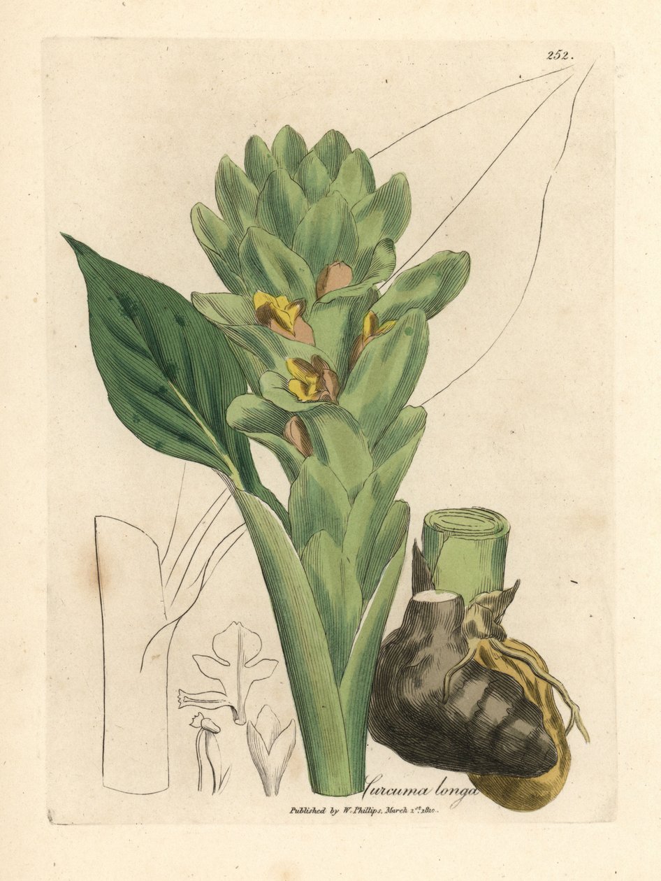 Cúrcuma longa, Curcuma longa de James Sowerby