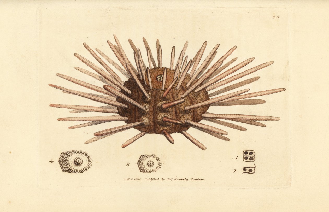 Cidaris cidaris (Echinus cidaris), ouriço-do-mar em ardósia, Cidaris cidaris. Gravura em chapa de cobre colorida à mão por James Sowerby de The British Miscellany, ou figuras coloridas de novos, raros, ou pouco conhecidos exemplares de animais. de James Sowerby