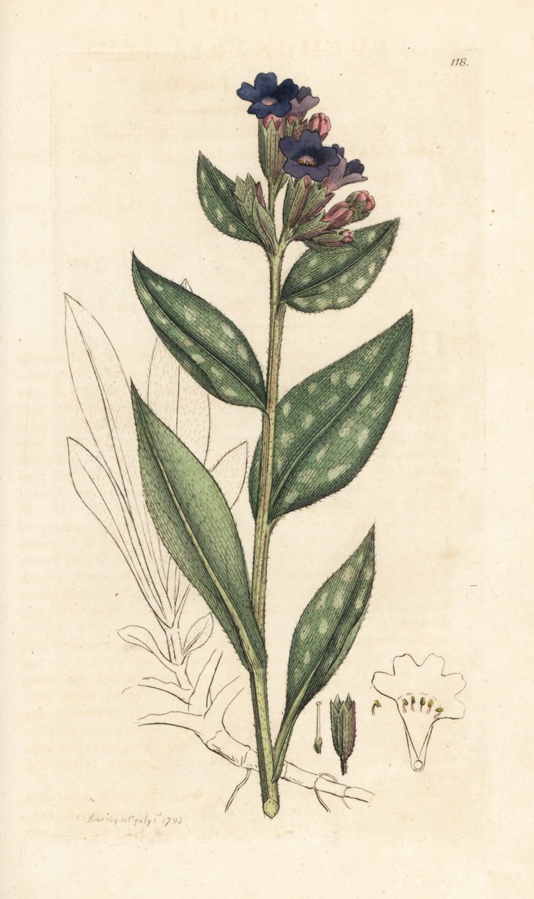 Lungwort, Pulmonaria officinalis (pulmonar) Gravura em placa de cobre colorida à mão após uma ilustração de James Sowerby da Botânica Inglesa de James Smith, Londres de James Sowerby