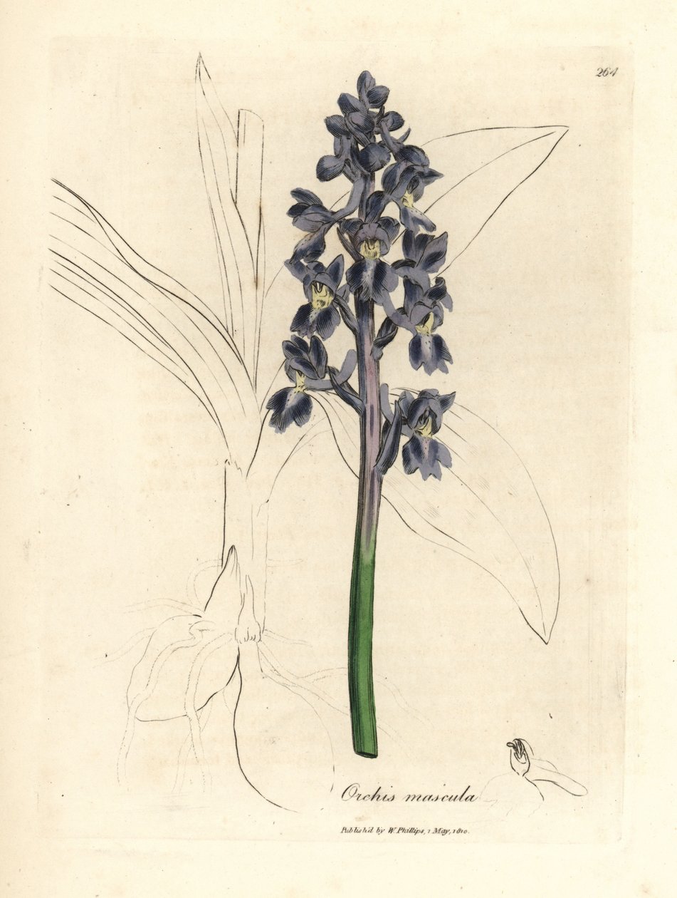 Orquídea masculina, mascula de orquídea de James Sowerby