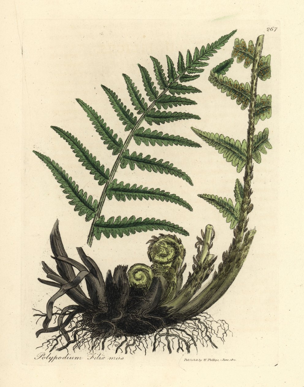 Samambaia polipodia masculina, polypodium filix mas de James Sowerby
