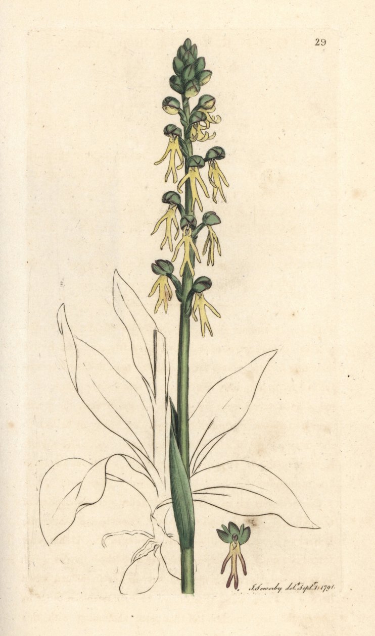 Orquídea homem, Orchis anthropophora (Orquídea homem verde, Ophrys anthropophora). Gravura em chapa de cobre colorida à mão depois de uma ilustração de James Sowerby, de James Smith