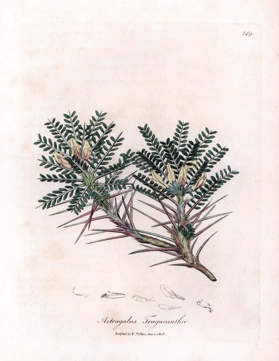 Marselha Astragalus ou almofada da mãe - ervilhaca de leite espinho de cabra, Astragalus tragacantha. Gravura em chapa de cobre colorida à mão a partir de uma ilustração botânica de James Sowerby de William Woodville e Sir William Jackson Hooker