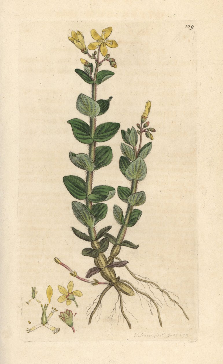 Erva de São João, Hypericum elodes (Erva de São João) Gravura em chapa de cobre colorida à mão depois de uma ilustração de James Sowerby da Botânica Inglesa de James Smith, Londres de James Sowerby