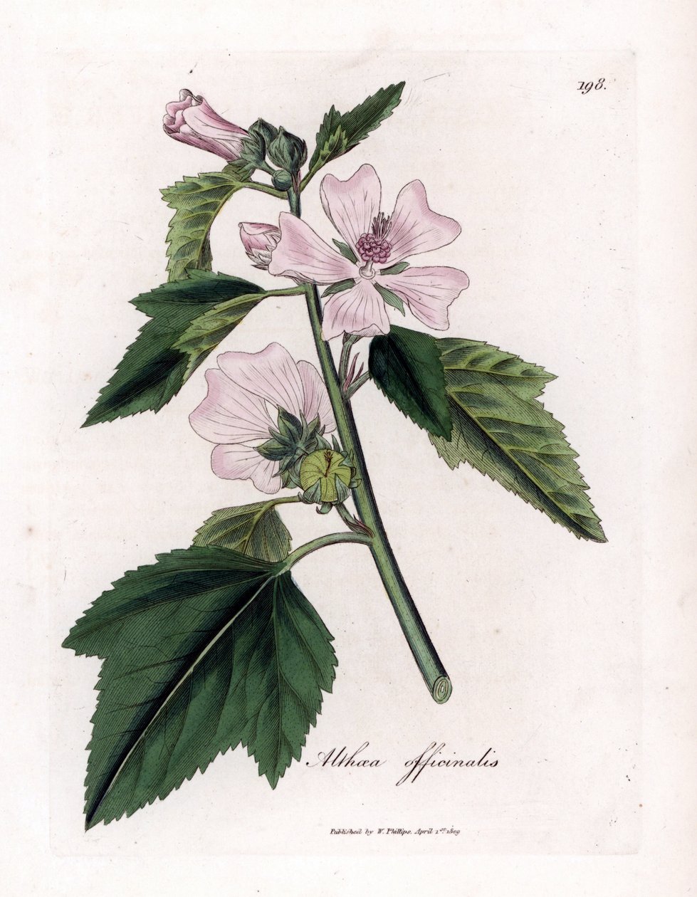 Marshmallow officinale ou marshmallow púrpura selvagem ou branco, Althaea officinalis. Gravura em chapa de cobre colorida à mão a partir de uma ilustração botânica de James Sowerby de William Woodville e Sir William Jackson Hooker
