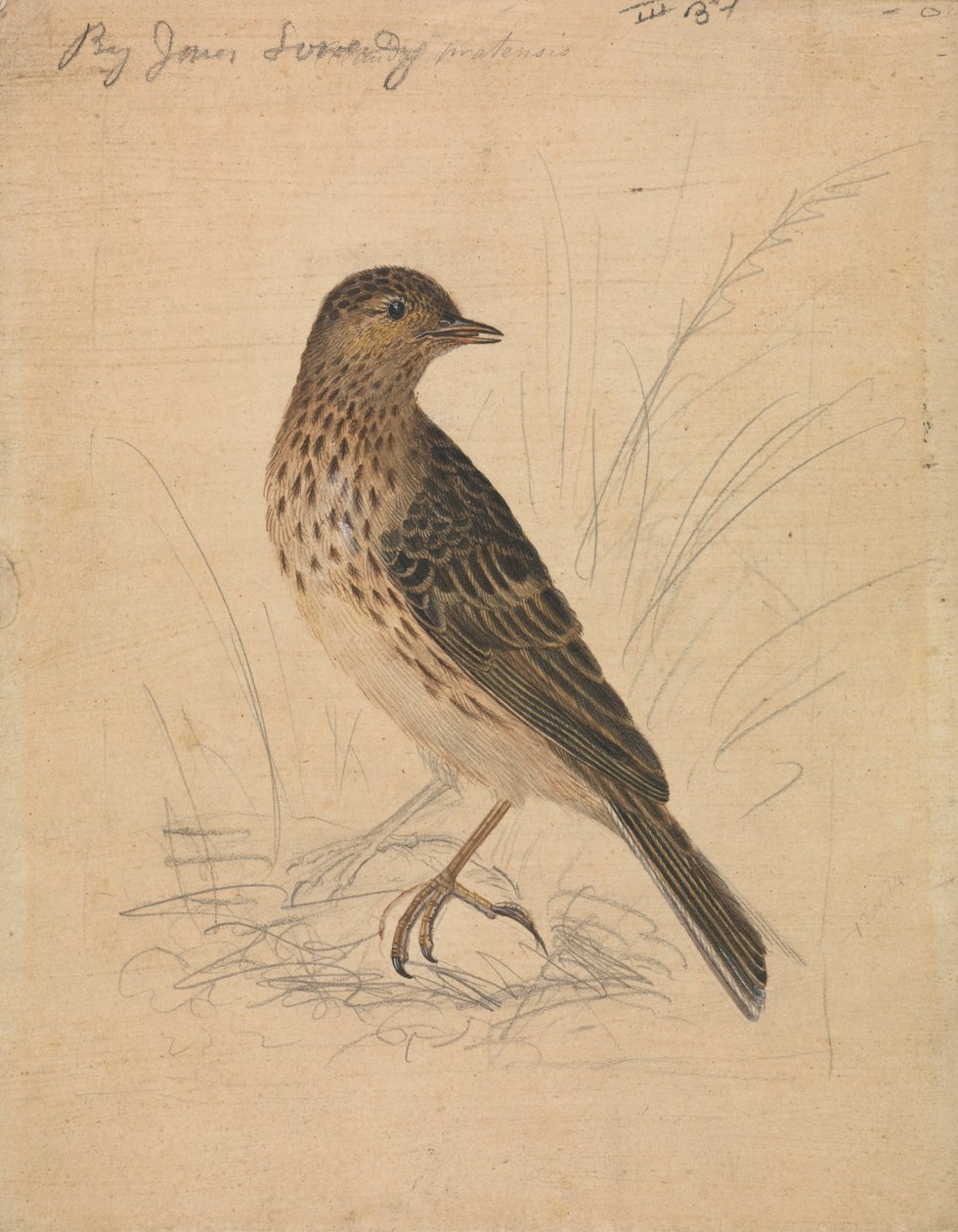Pipit de prado de James Sowerby