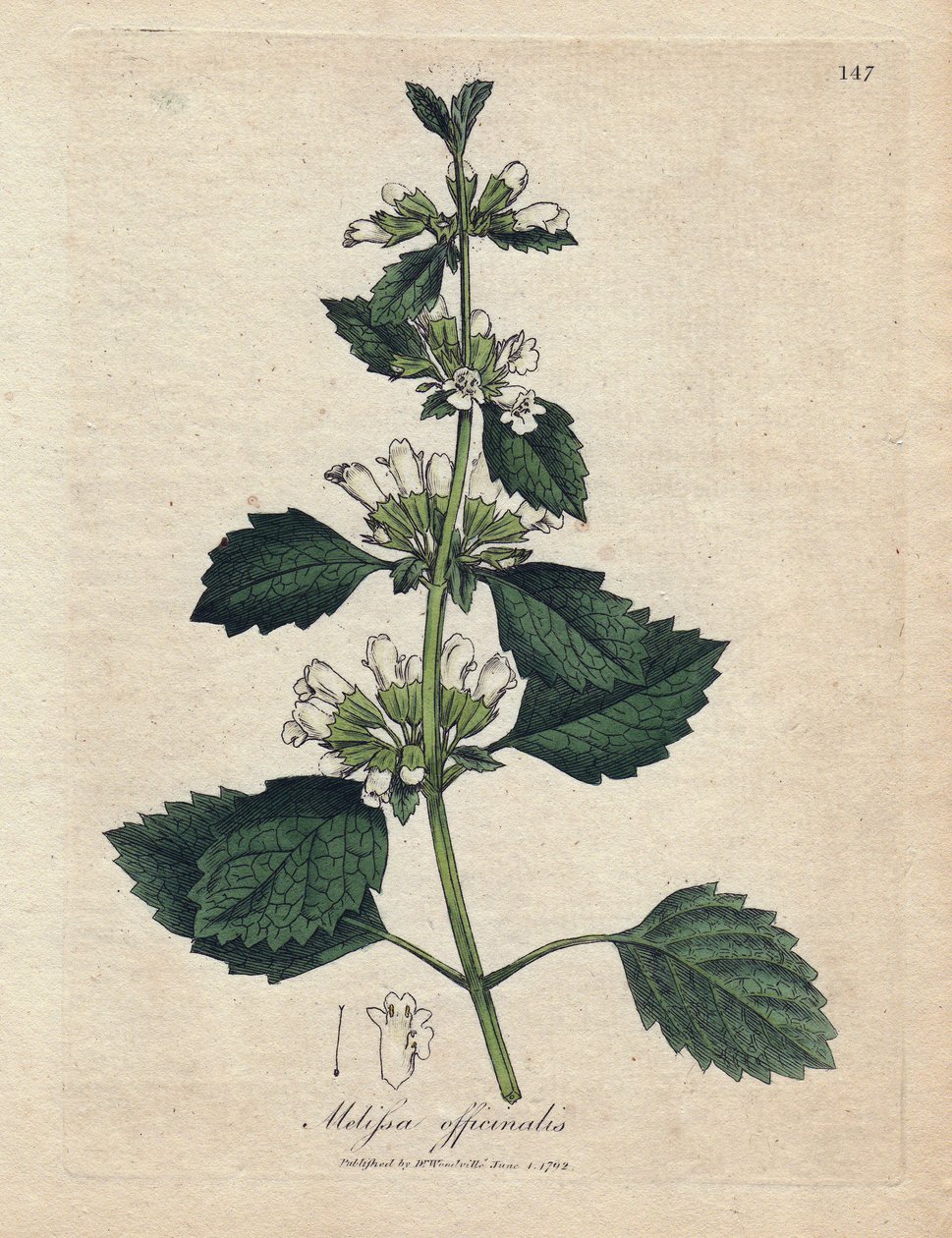 Melisse officinale (Melissa officinalis). Gravura em cobre colorida à mão a partir de uma ilustração de James Sowerby. Excerto do livro de William Woodville e Sir William Jackson Hooker "Botanique medicinale" 1832. O incansável Sowerby (1757-1822) desenhou de James Sowerby
