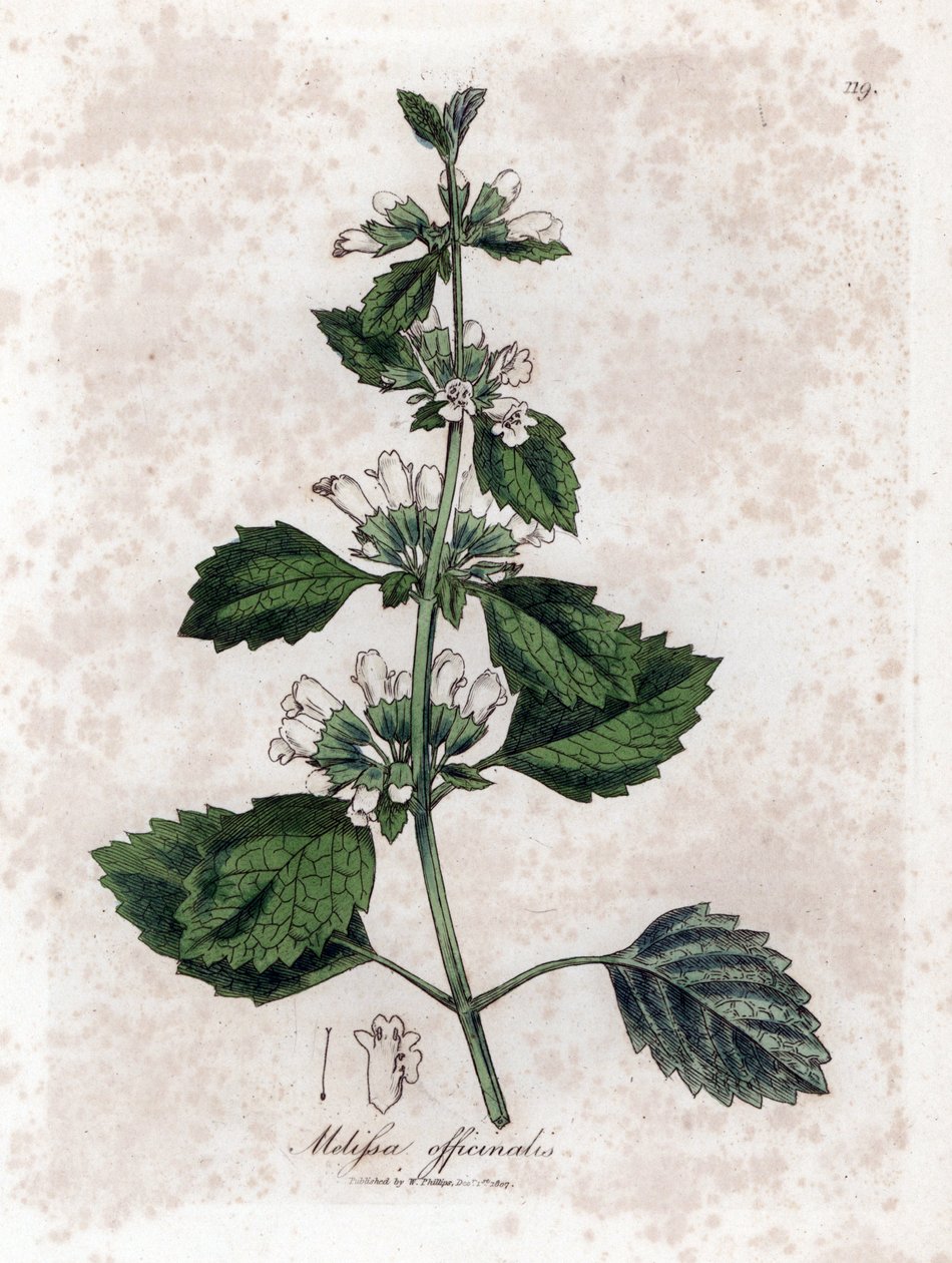 Melisse officinale ou melisse lemongrass - Bálsamo comum, Melissa officinalis. Gravura em chapa de cobre colorida à mão a partir de uma ilustração botânica de James Sowerby de William Woodville e Sir William Jackson Hooker