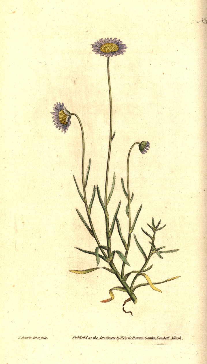 Mignonette Aster - Felicia tenella (Brisly-leaved aster, Aster tenellus). Gravura e ilustração botânica de James Sowerby da revista The Botanical Magazine de William Curtis, Lambeth Marsh, Londres de James Sowerby