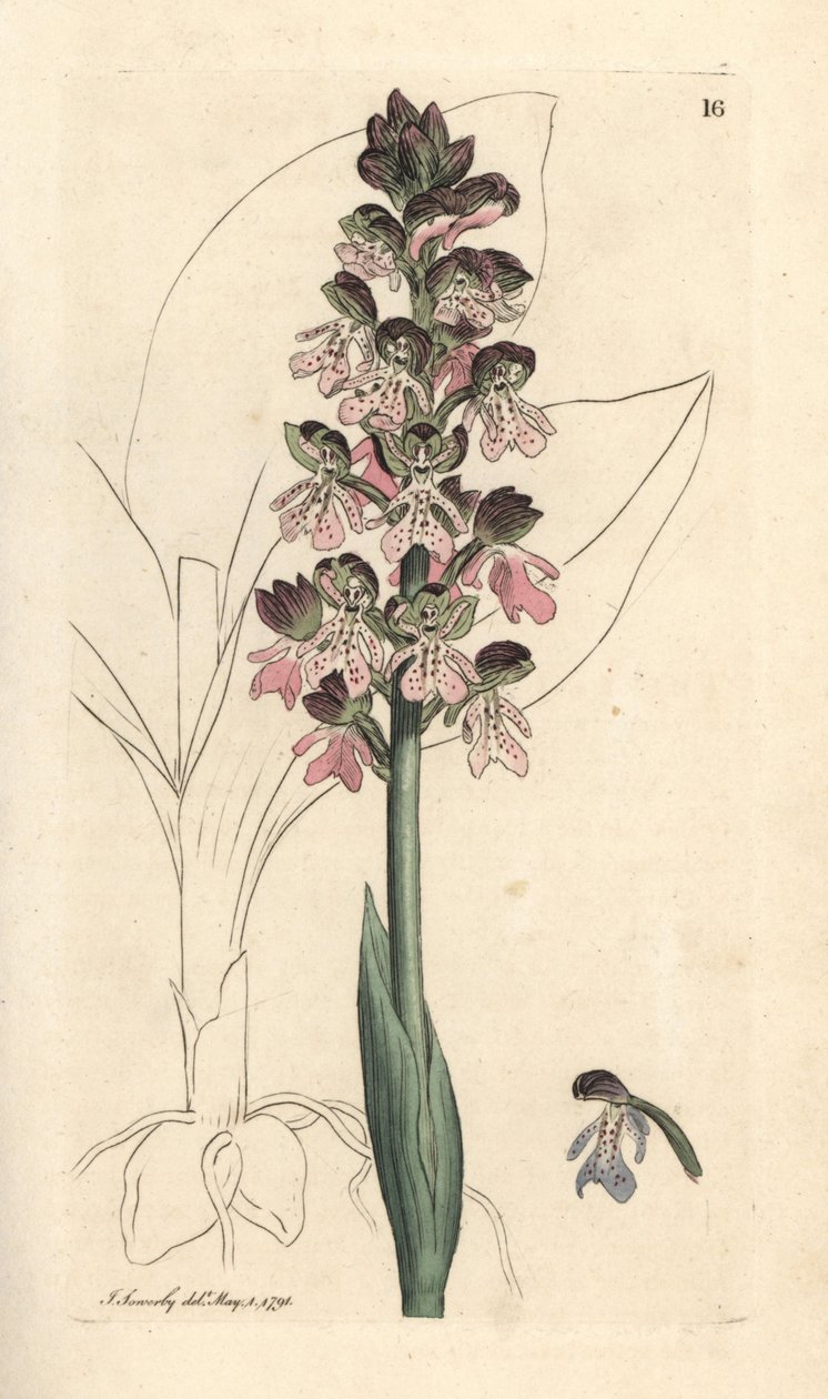 Military Orchis, Orchis militaris (Orchis warrior) Gravação em chapa de cobre colorida à mão depois de uma ilustração de James Sowerby da Botânica Inglesa de James Smith, Londres de James Sowerby