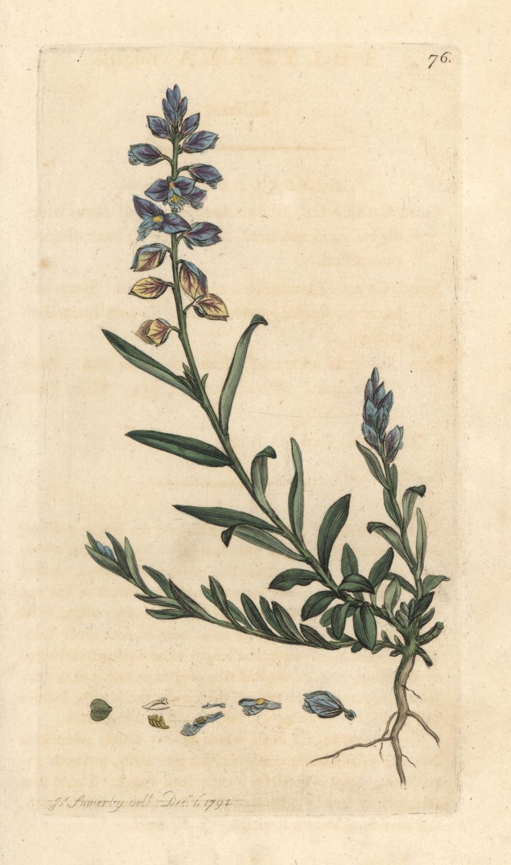 Milkwort, Polygala vulgaris Gravura em chapa de cobre colorida à mão depois de uma ilustração de James Sowerby de James Smith