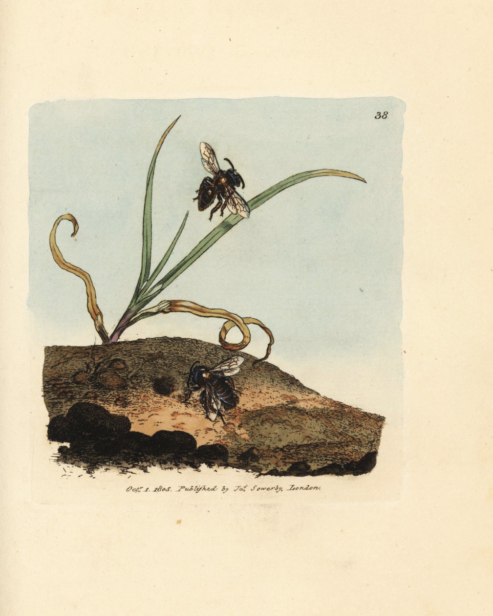 Abelha mineira, Andrena nigroaenea (Melitta nigro-aenea). Gravura em chapa de cobre colorida à mão por James Sowerby de The British Miscellany, ou figuras coloridas de novos, raros ou pouco conhecidos súbditos animais. de James Sowerby