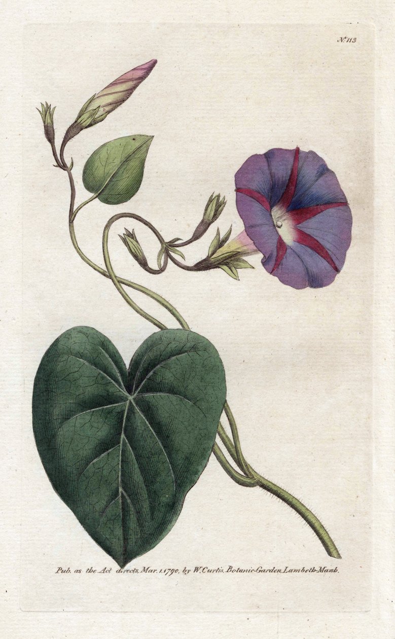 Glória da manhã ou Ipomee - Litografia de James Sowerby (1757-1822), da revista Botânica de William Curtis (1746-1799) de James Sowerby