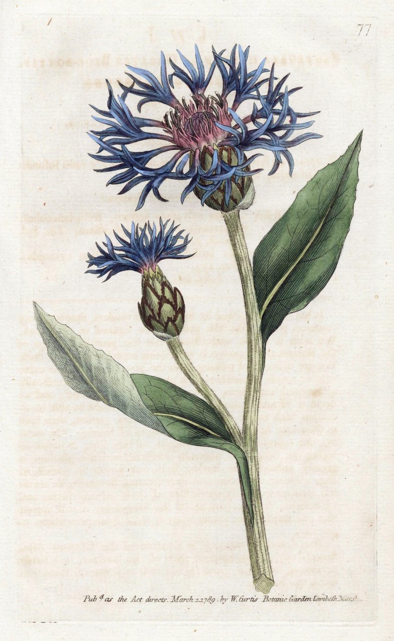 Mountain Centauree ou Perennial Blueberry - Litografia de James Sowerby (1757-1822), da Revista Botânica de William Curtis (1746-1799) de James Sowerby