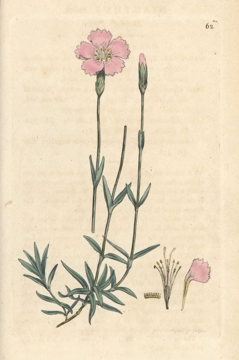 Rosa da montanha, Dianthus caesius. Gravura em chapa de cobre colorida à mão depois de uma ilustração de James Sowerby, de James Smith