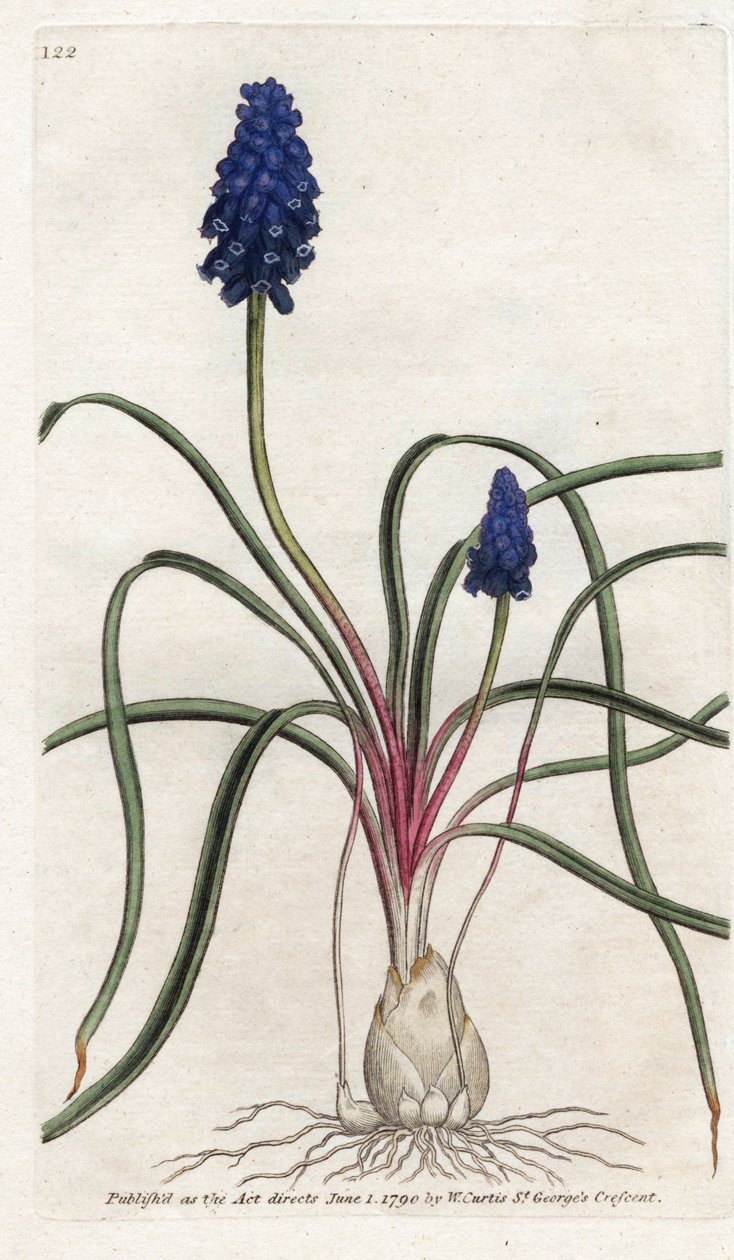 Muscari a bunch or muscari neglige - Litografia de James Sowerby (1757-1822), da revista Botanical de William Curtis (1746-1799) de James Sowerby