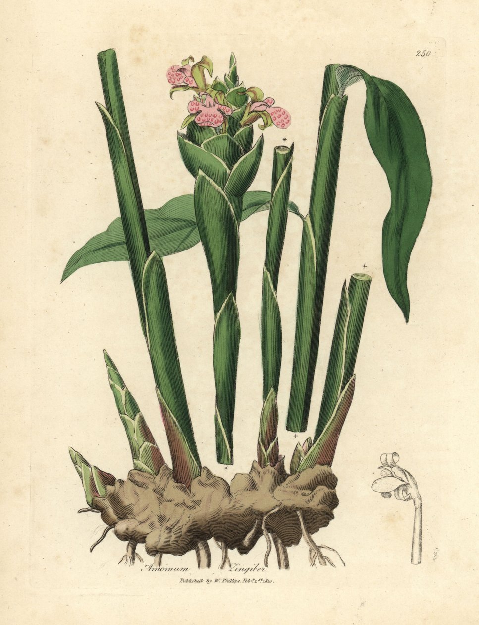 Gengibre de folhas estreitas, Zingiber officinale de James Sowerby