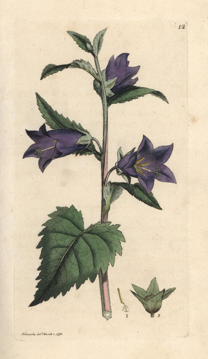 Flor de urtiga com folhas de campânula, Campanula trachelium (Campanule gantelee) Gravura em chapa de cobre colorida à mão depois de uma ilustração de James Sowerby de James Smith