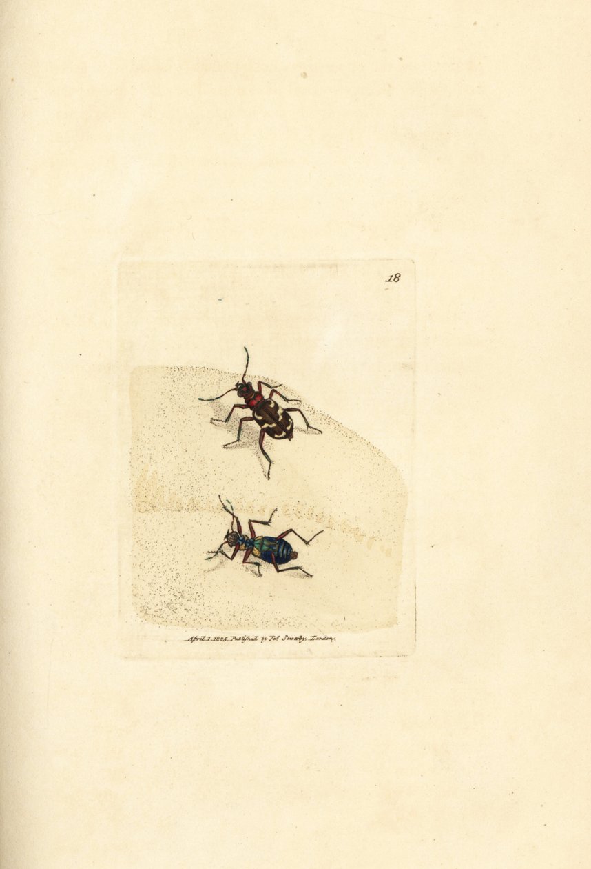 Escaravelho tigre das dunas do norte, híbrido de Cicindela. Gravura em chapa de cobre colorida à mão por James Sowerby de The British Miscellany, ou figuras coloridas de novos, raros, ou pouco conhecidos sujeitos animais. de James Sowerby