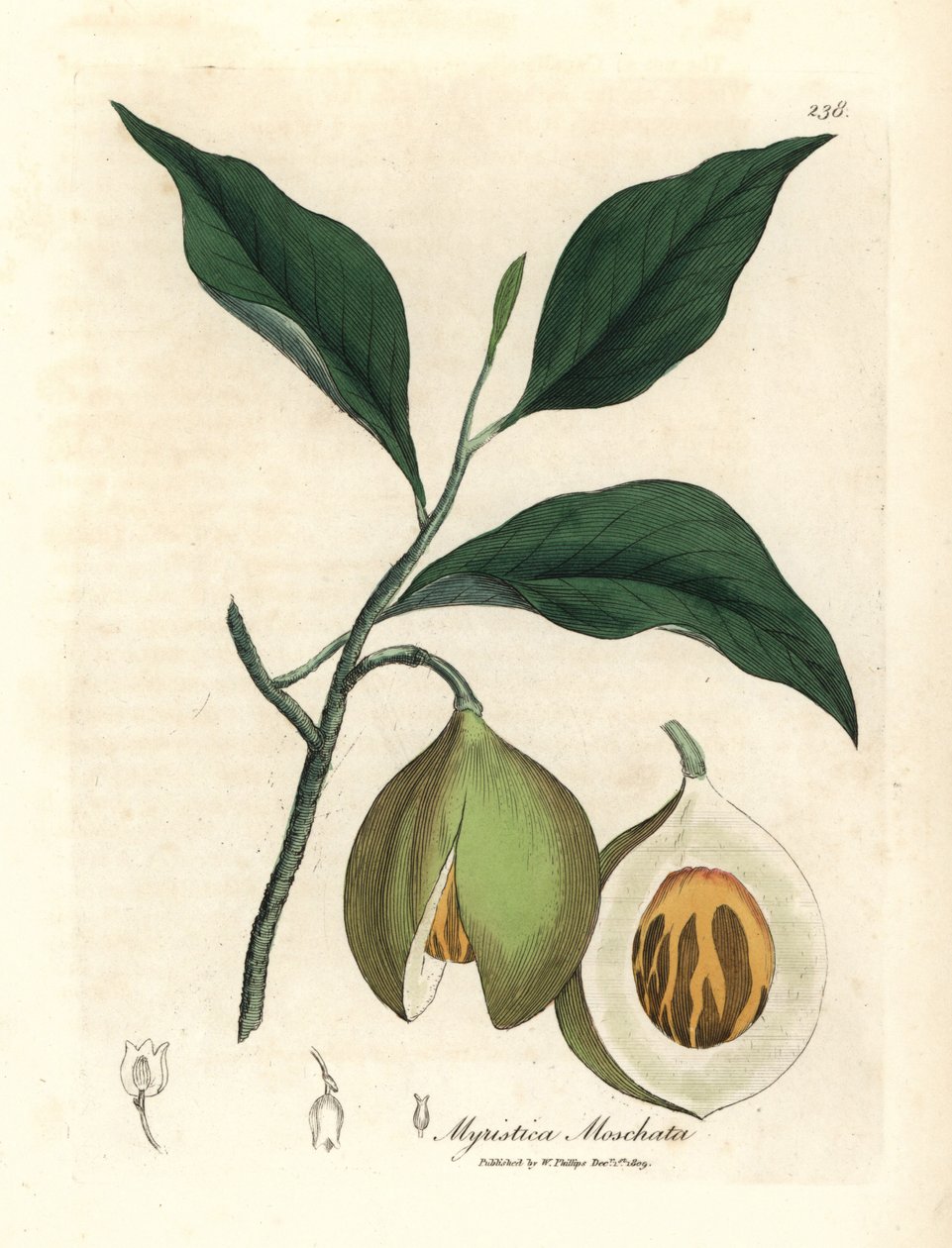 Noz-moscada e maceira, Myristica moschata, Myristica fragrans de James Sowerby
