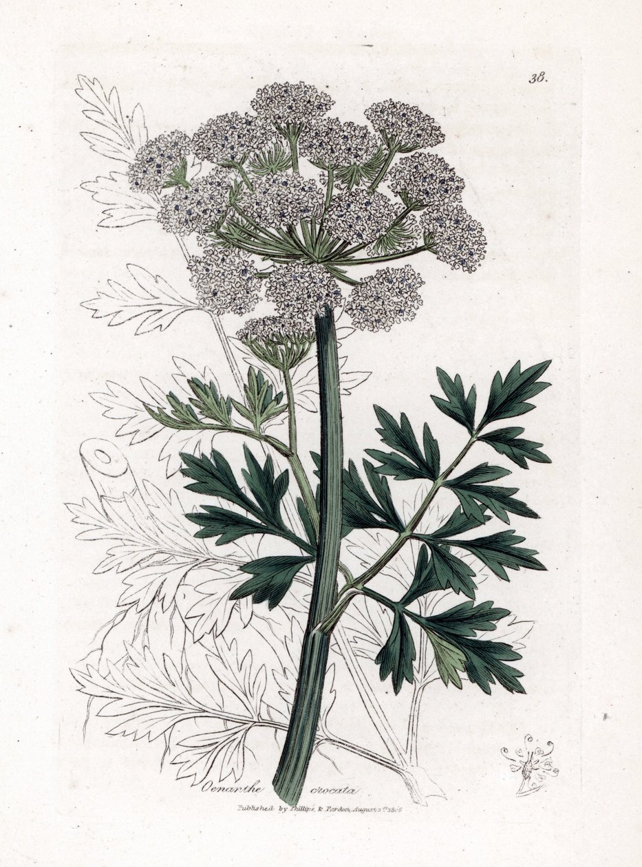 Oenanthe safranee - Cânhamo, Oenanthe crocata. Gravura em chapa de cobre colorida à mão a partir de uma ilustração botânica de James Sowerby de William Woodville e "Medical Botany" de Sir William Jackson Hooker, John Bohn, Londres de James Sowerby