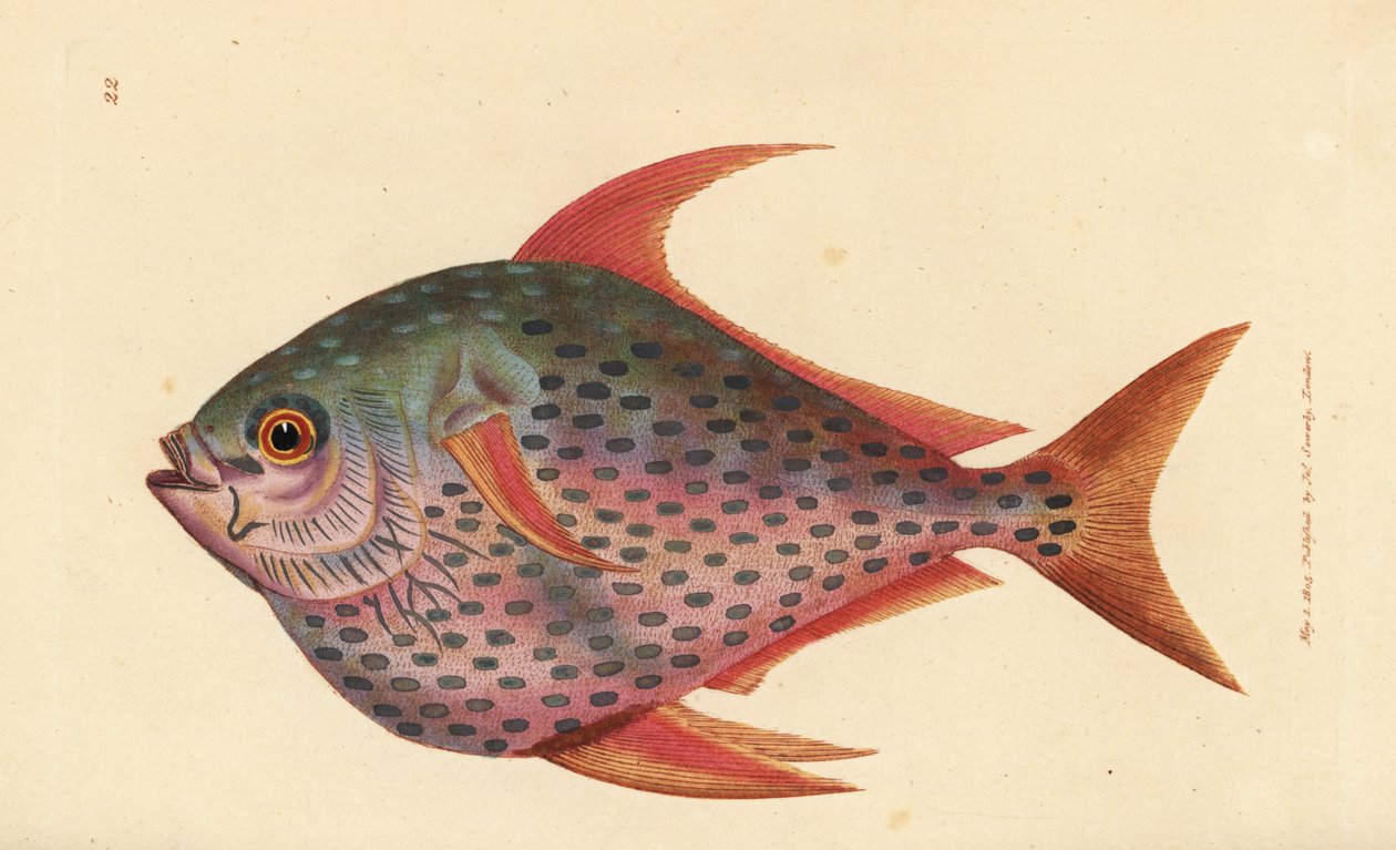 Opah, Lampris guttatus (Zeus opah). Gravura em chapa de cobre colorida à mão por James Sowerby de The British Miscellany, ou figuras coloridas de novos, raros, ou pouco conhecidos sujeitos animais. de James Sowerby