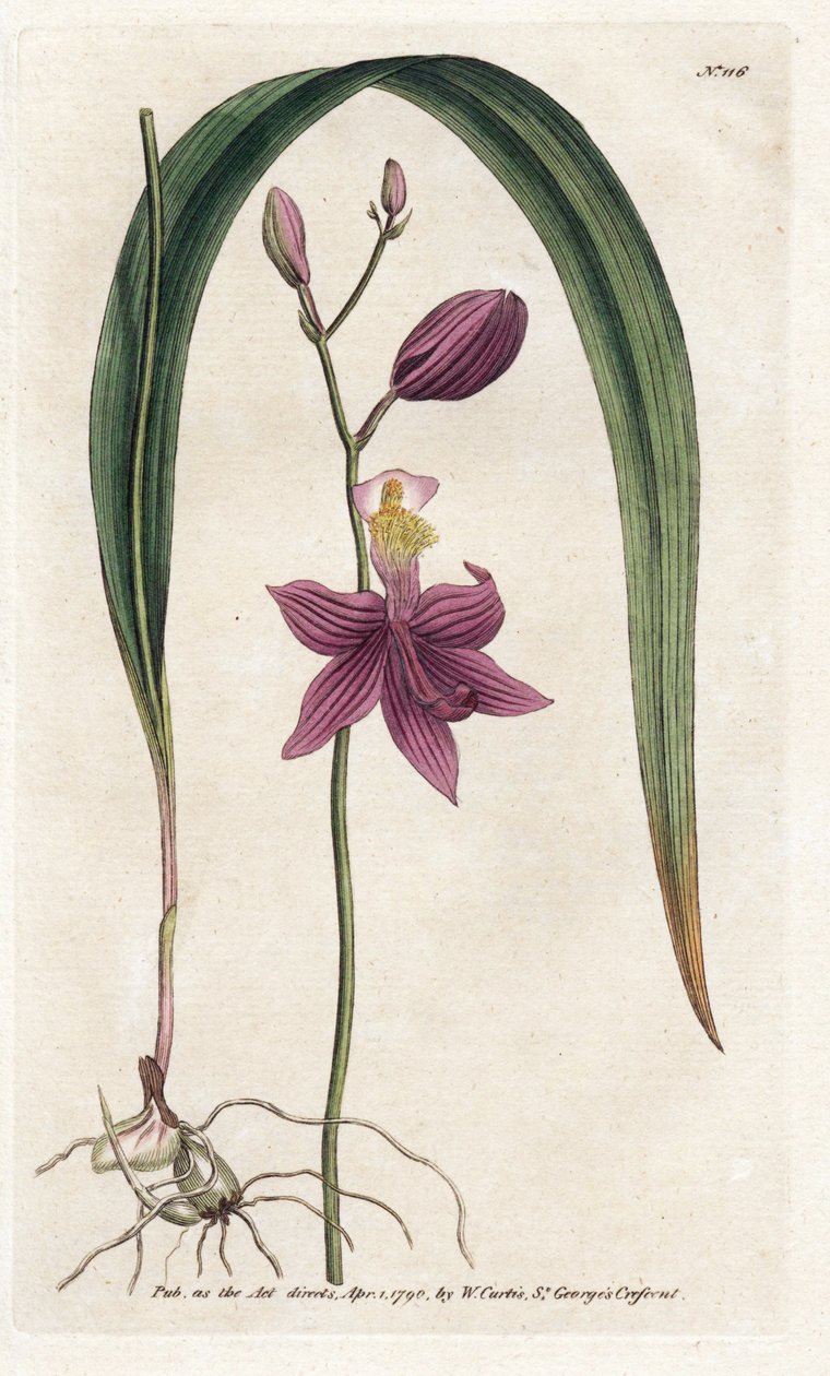 Orquídea: tubérculo de calopogão - Litografia de James Sowerby (1757-1822), da revista Botânica de William Curtis (1746-1799) de James Sowerby