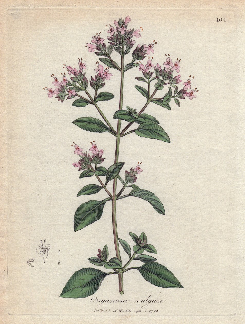 Orégãos. Gravura em cobre colorido à mão a partir de um desenho de James Sowerby (1757-1822), em Botanique Medicinale de James Sowerby