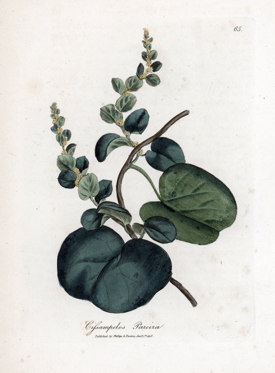 Pareira brava cissampelos, Cissampelos pareira pareira. Gravura em chapa de cobre colorida à mão a partir de uma ilustração botânica de James Sowerby de William Woodville e Sir William Jackson Hooker