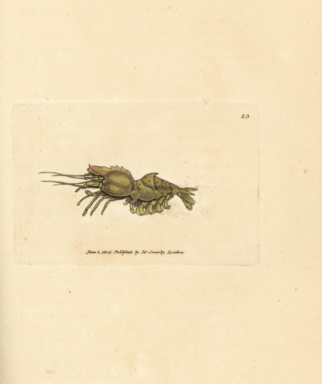Camarão papagaio, Spirontocaris spinus (Camarão espinhoso; Camarão espinhoso com cancro spinus). Gravura em chapa de cobre colorida à mão por James Sowerby de The British Miscellany, ou figuras coloridas de novos, raros, ou pouco conhecidos sujeitos animai de James Sowerby