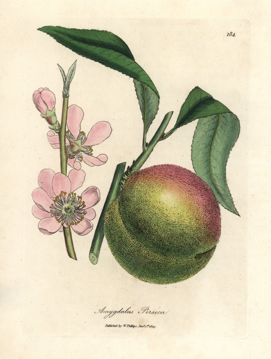 Pessegueiro com frutos maduros e flor de rosa, Amygdalus persica de James Sowerby