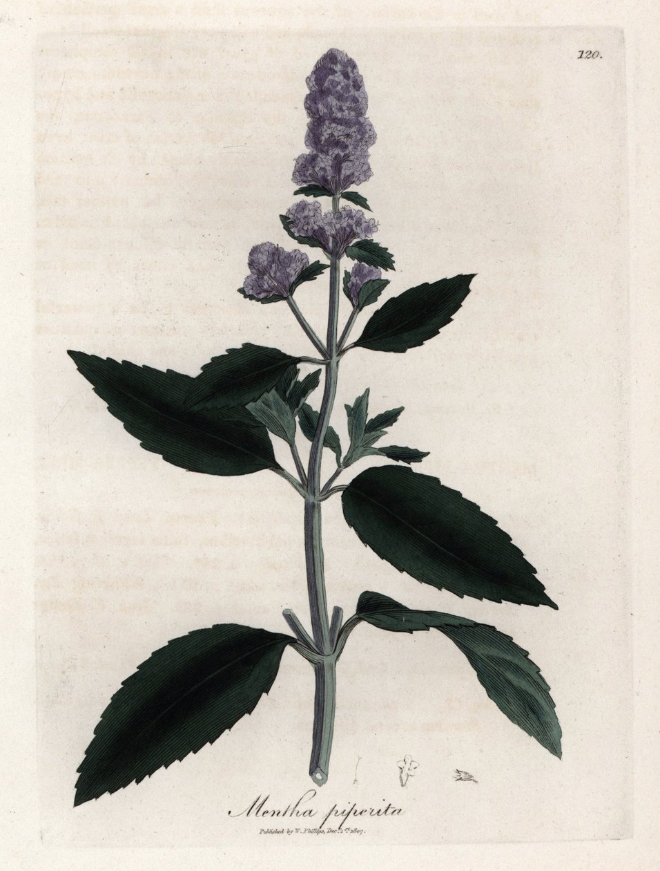 Hortelã-pimenta. Gravura em cobre colorido à mão a partir de um desenho de James Sowerby (1757-1822), em Botanique Medicinale de James Sowerby