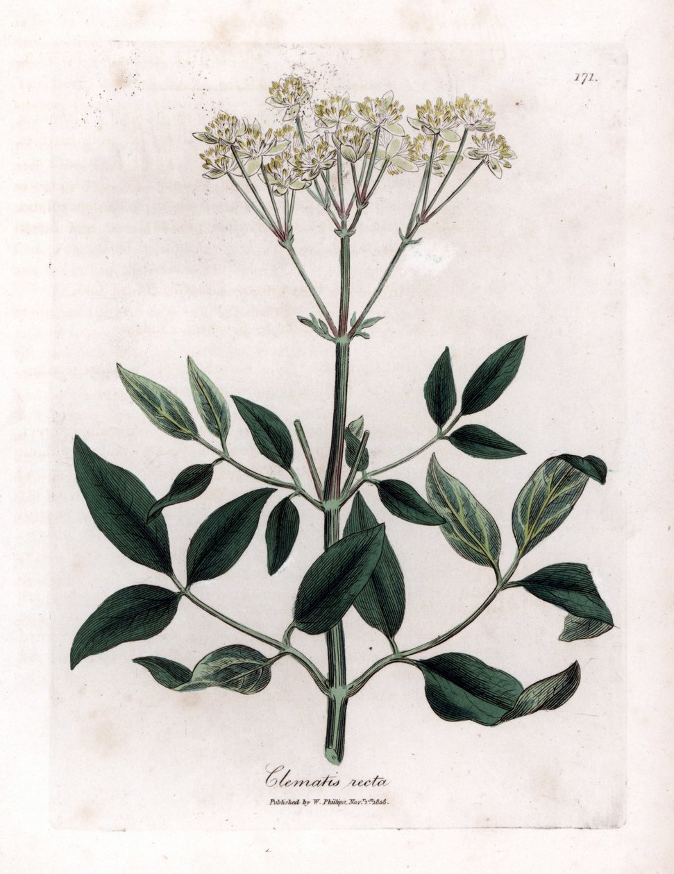 Clematite perene - Clematis recta, Clematis recta. Gravura em chapa de cobre colorida à mão a partir de uma ilustração botânica de James Sowerby de William Woodville e Sir William Jackson Hooker