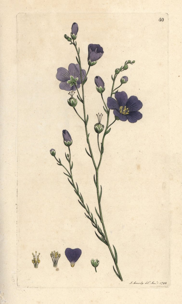 Linho perene, Linum perenne (linho perene) Gravura em chapa de cobre colorida à mão depois de uma ilustração de James Sowerby, de James Smith