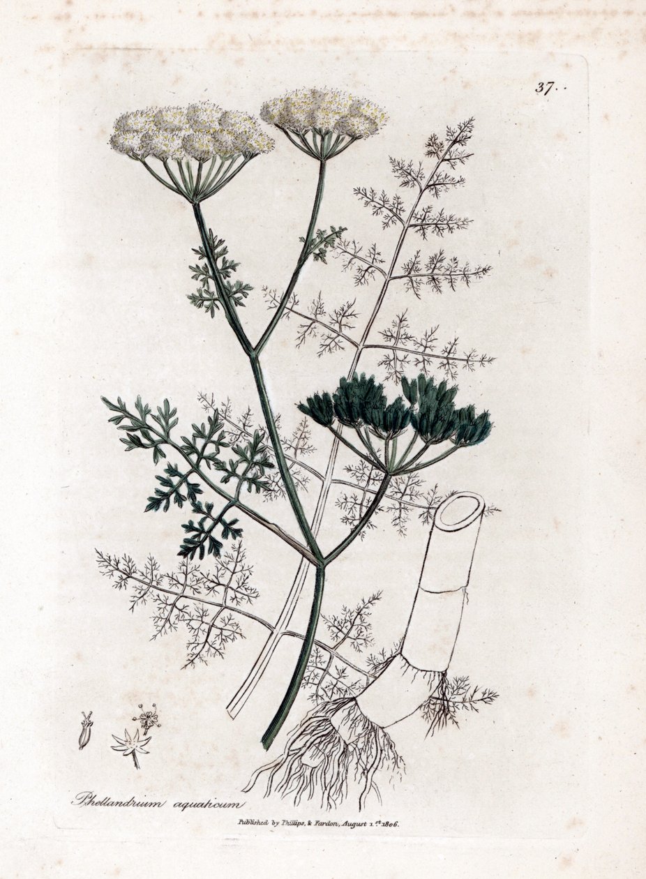 Phellandrium aquatium - cicuta de água com folhas finas, Phellandrium aquatium. Gravura em chapa de cobre colorida à mão a partir de uma ilustração botânica de James Sowerby de William Woodville e Sir William Jackson Hooker
