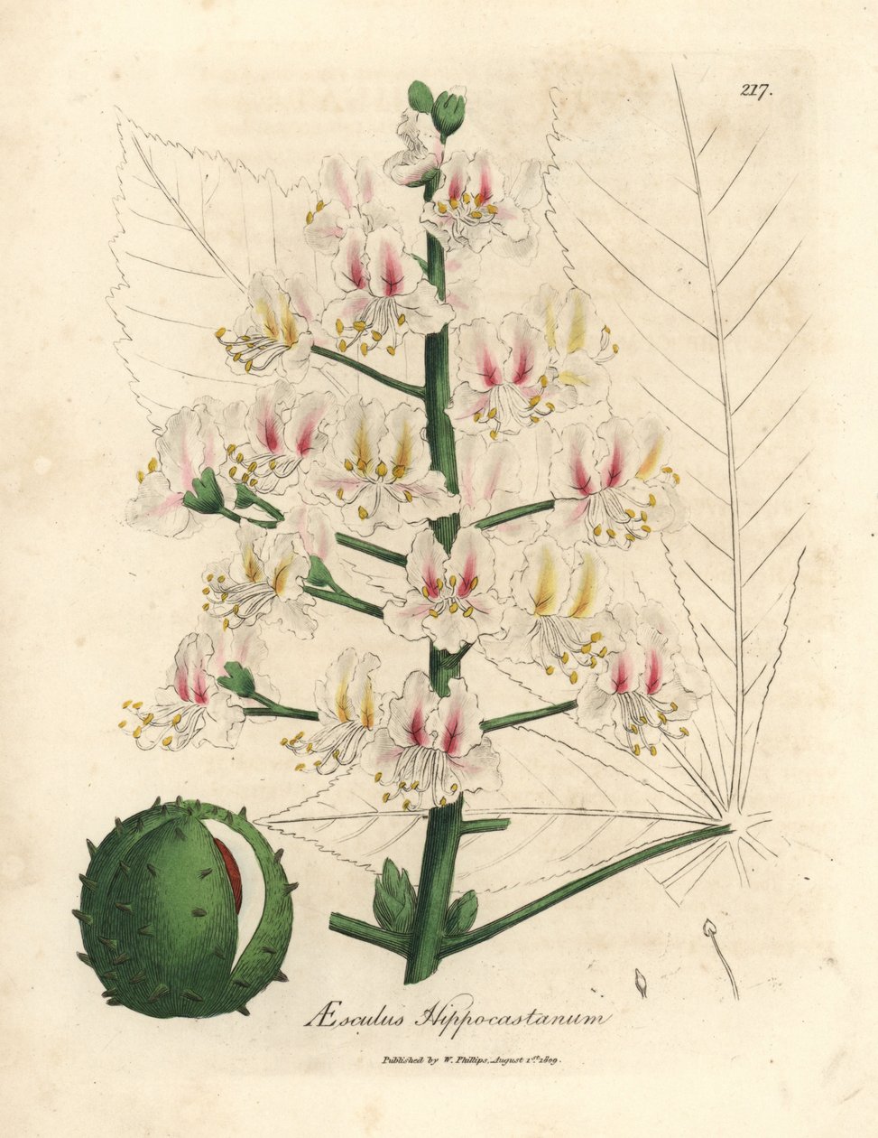 Flor de rosa e fruto do castanheiro-da-índia, Aesculus hippocastanum de James Sowerby