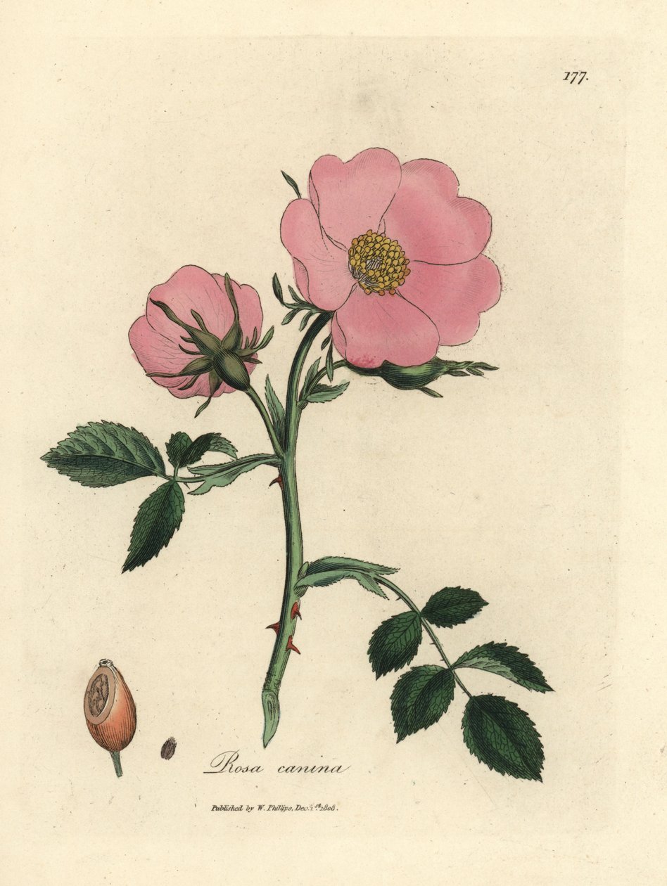 Rosa canina de cão rosa com rosehip, Rosa canina de James Sowerby