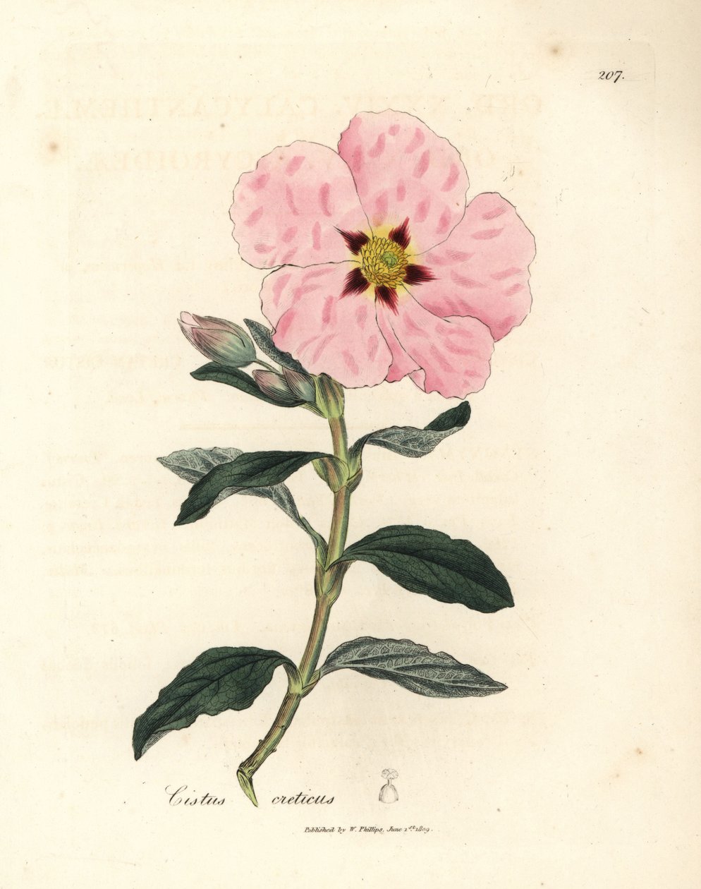 Cistus Cretan cretan cistus, Cistus creticus de James Sowerby