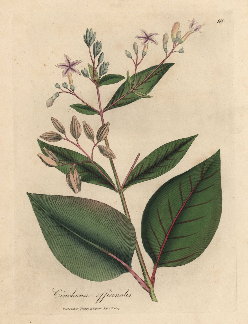 Árvore de casca de árvore cor-de-rosa florida peruana, Cinchona officinalis de James Sowerby