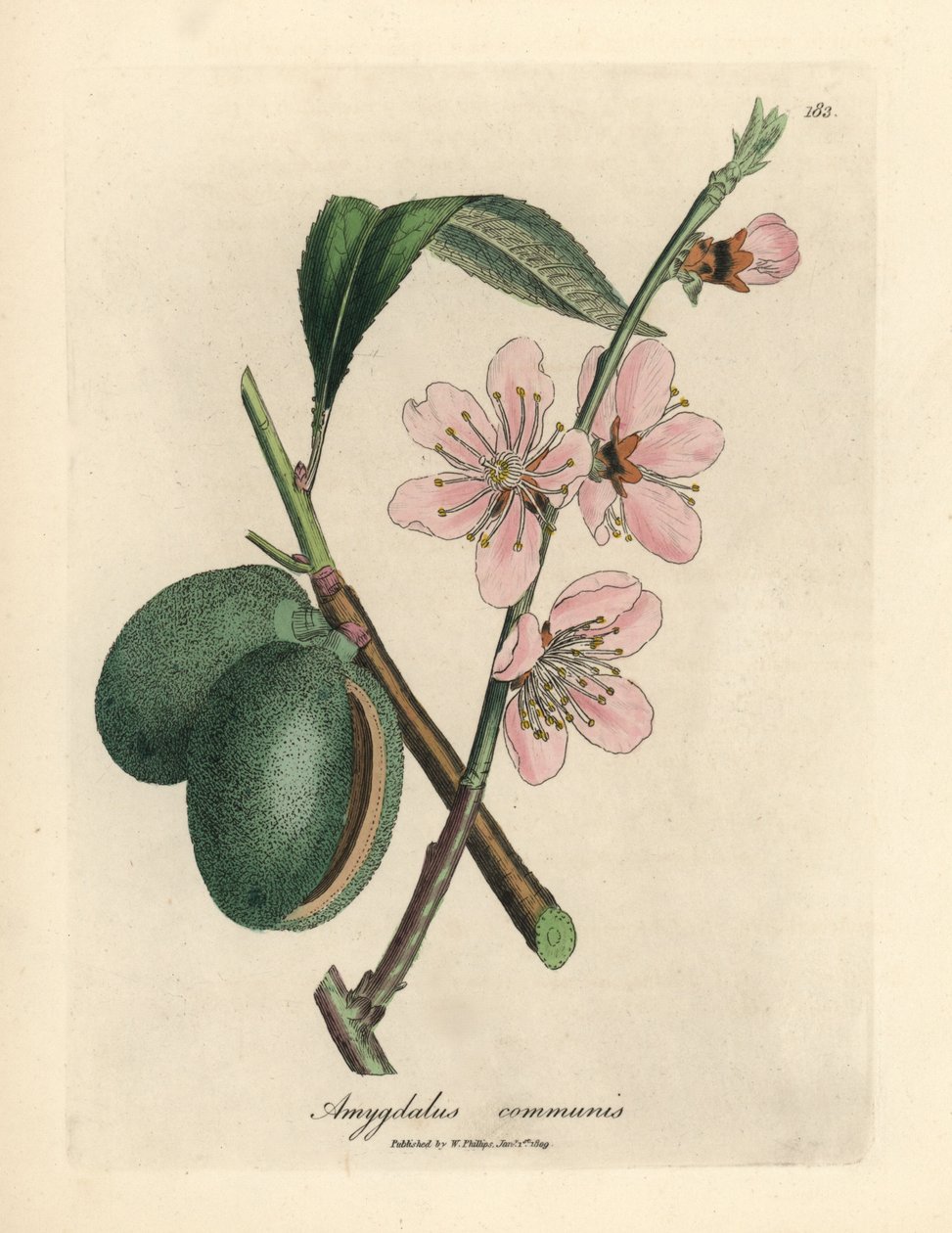 Amendoeira rosada florida, Amygdalus communis de James Sowerby