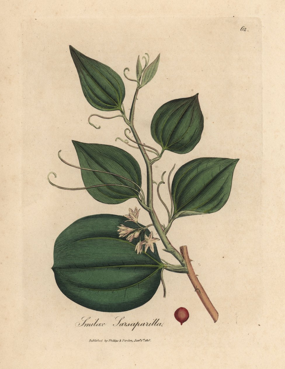 Flor de rosa e bagas de salsaparrilha smilax, salsaparrilha smilax de James Sowerby