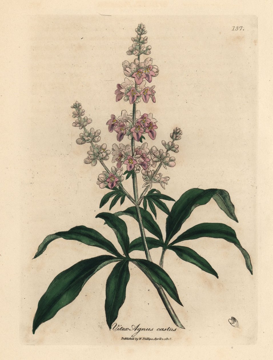 Árvore casta cor-de-rosa florida, Vitex agnus castus de James Sowerby