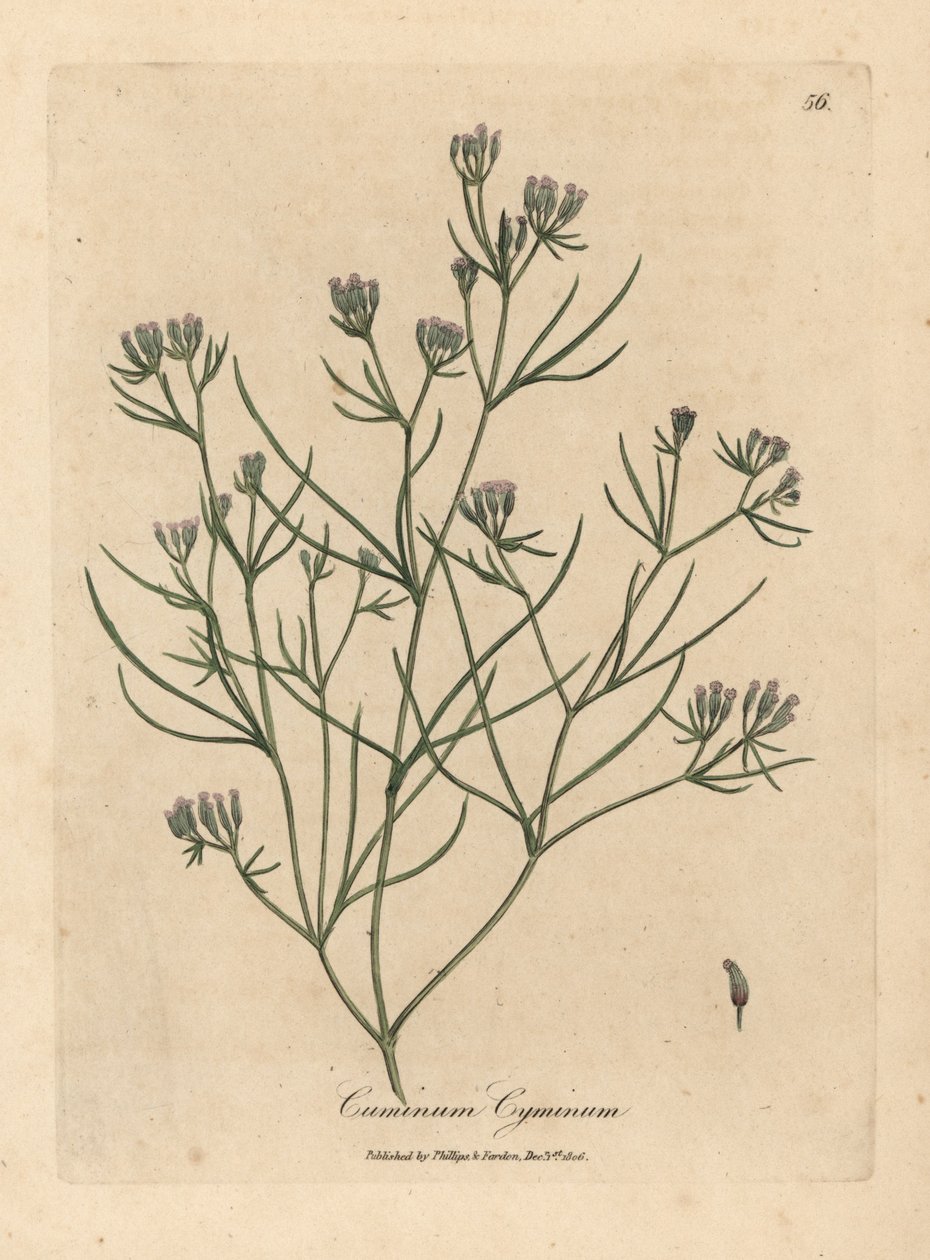 Cominho florido cor-de-rosa, Cuminum cyminum de James Sowerby