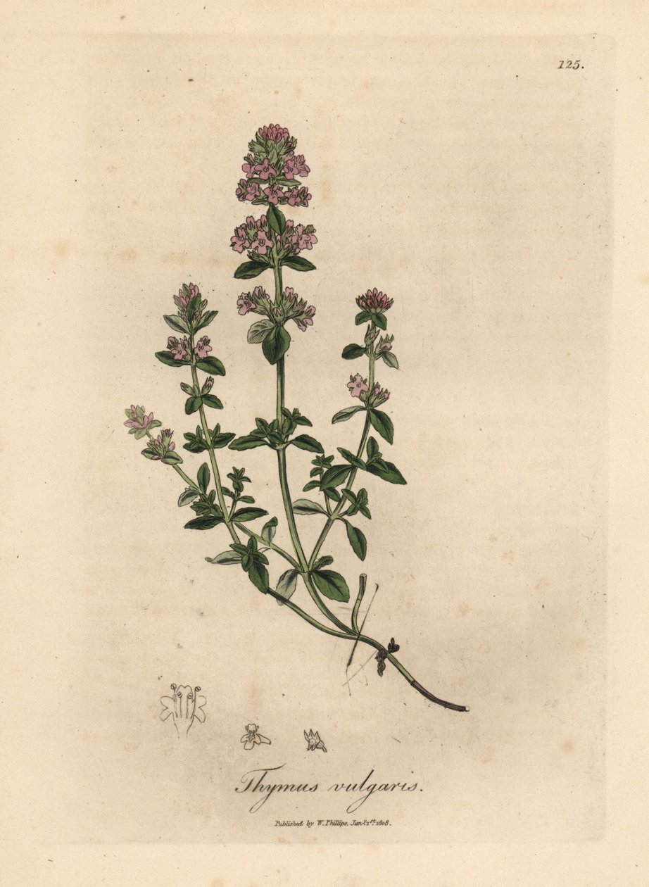 Tomilho de jardim rosa florido, Thymus vulgaris de James Sowerby