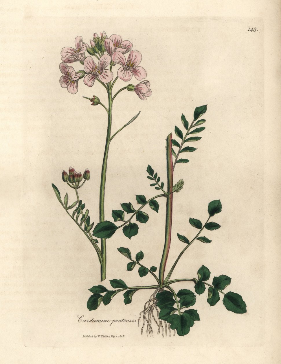 Flor de senhora cor-de-rosa bata ou flor-de-rosa, Cardamine pratensis de James Sowerby