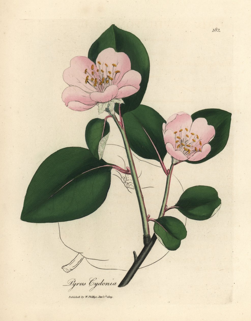 Marmelo cor-de-rosa florido, Pyrus cydonia de James Sowerby