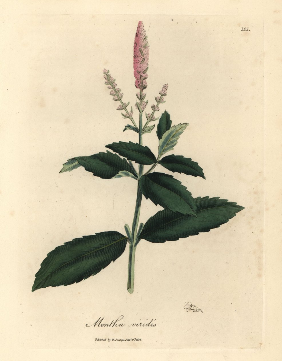 Hortelã cor-de-rosa florida, Mentha viridis de James Sowerby