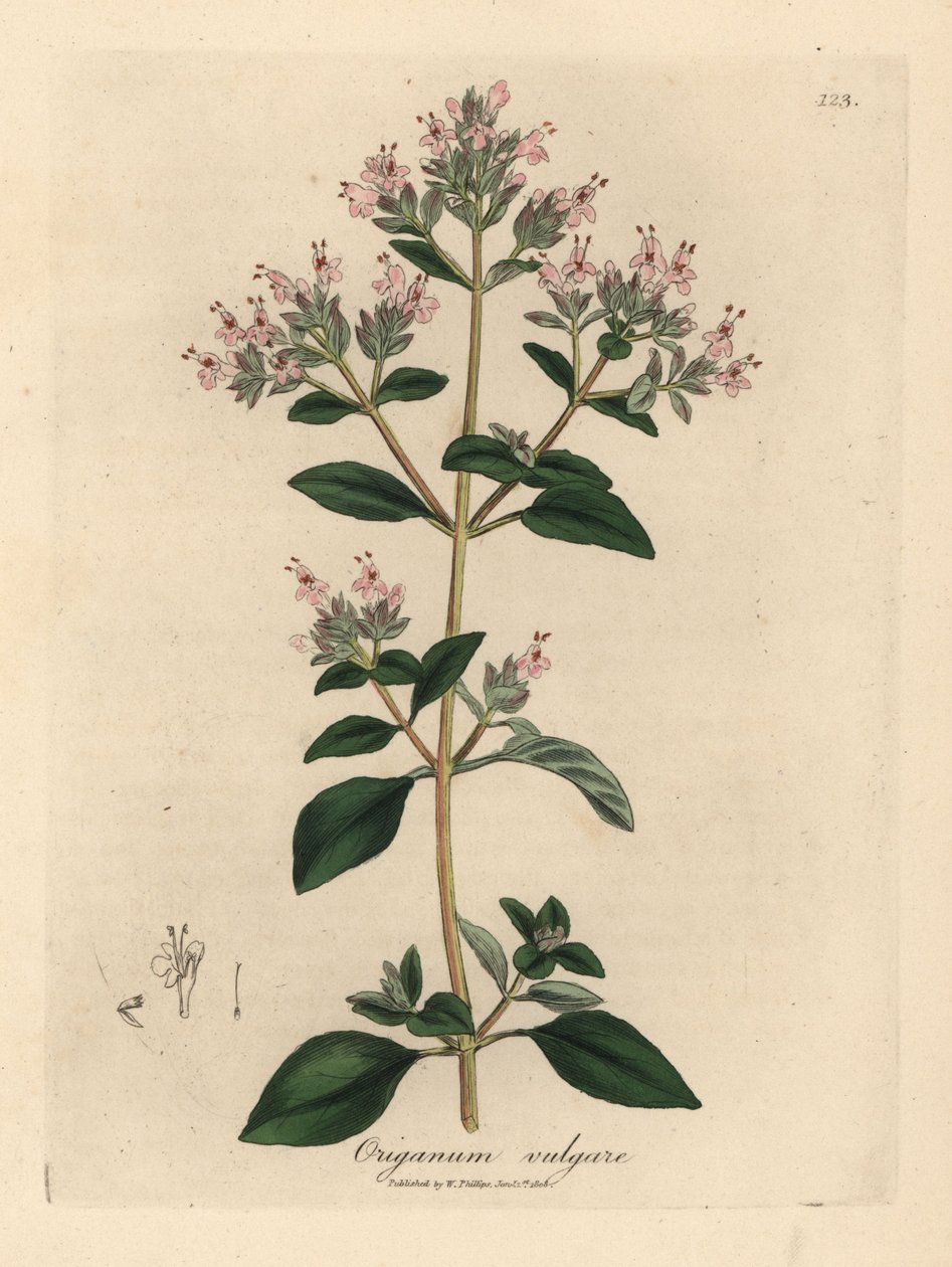 Manjerona selvagem cor-de-rosa florida, Origanum vulgare de James Sowerby