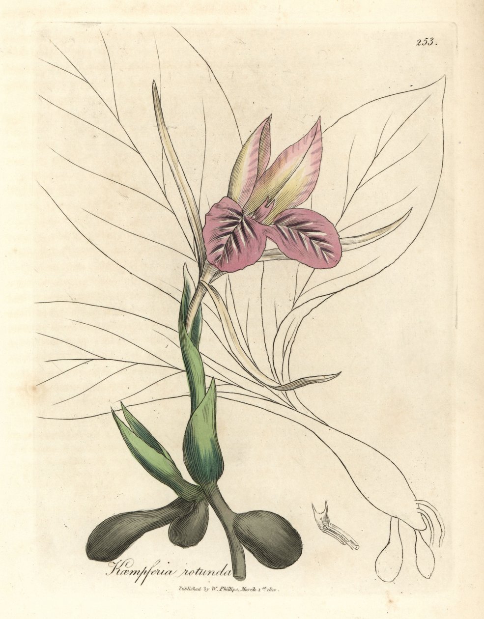 Zedoário rosa florido, Kaempferia rotunda de James Sowerby