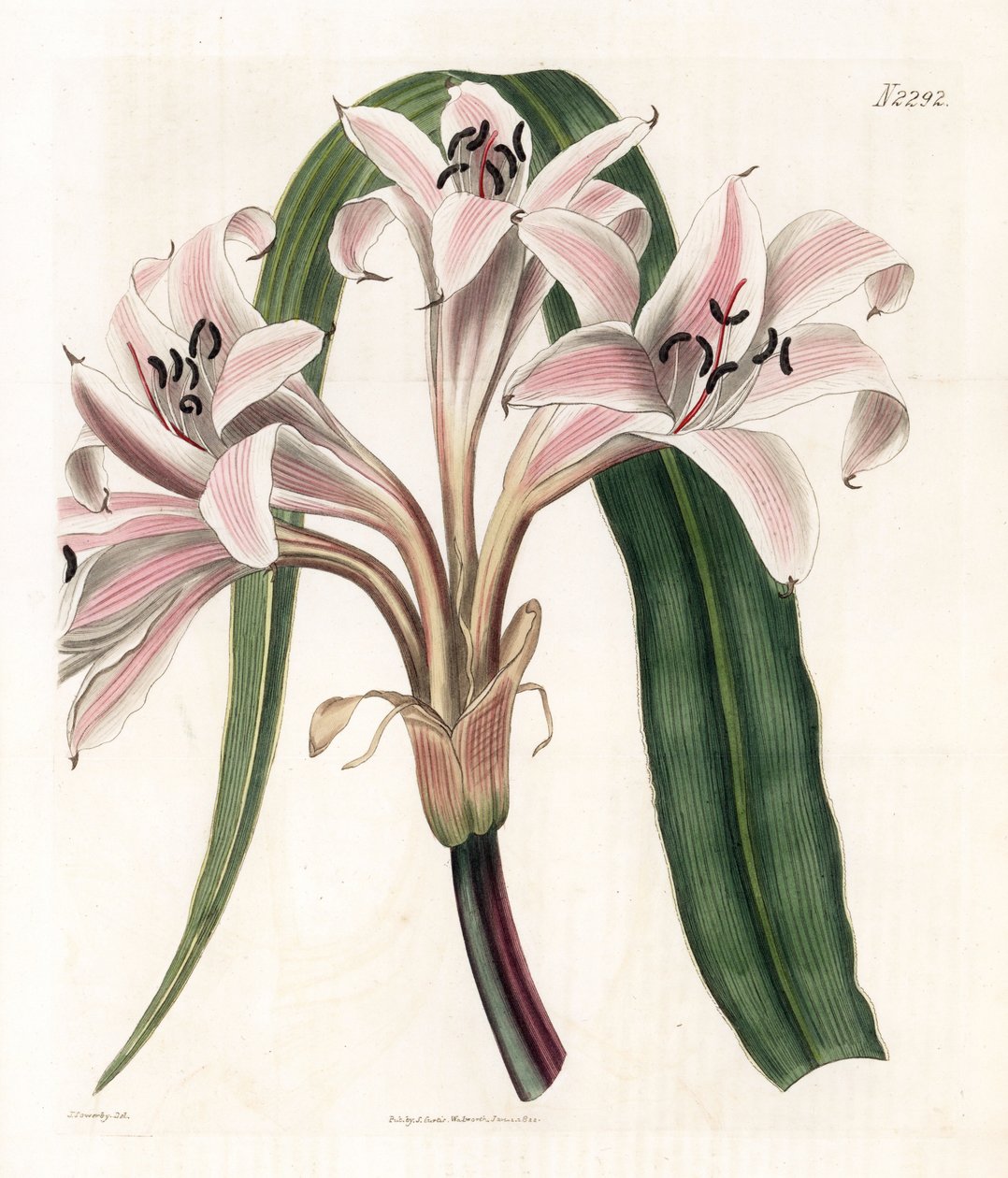 Variedades de lírio cor-de-rosa - Trompeta cor-de-rosa, Crinum latifolium (Molucca crinum, Crinum moluccanum). Gravura em chapa de cobre colorida à mão por Weddell, após uma ilustração de James Sowerby da "Botanical Magazine" de Samuel Curtis, Londres de James Sowerby